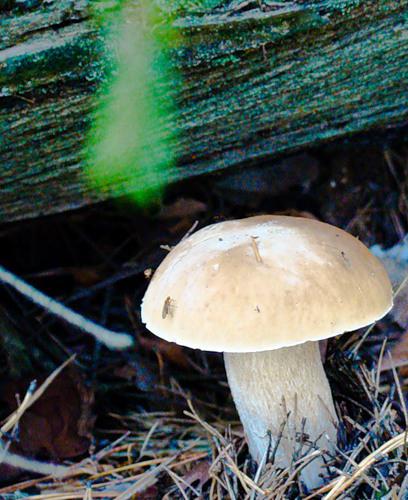 mushrooms in the Kaliningrad region