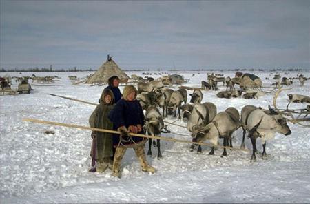 арктика и коренные народы