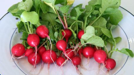 how to plant a radish