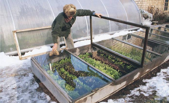 how to plant a radish in a greenhouse