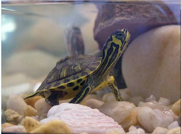 красноухая черепаха размеры аквариума 