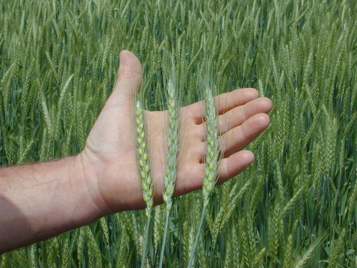 Обработка озимой пшеницы