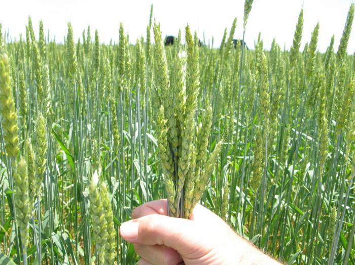 Возделывание озимой пшеницы