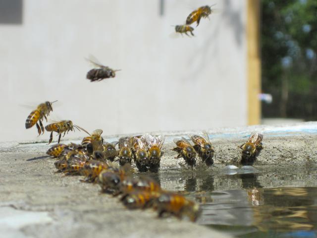 как сделать поилку для пчел