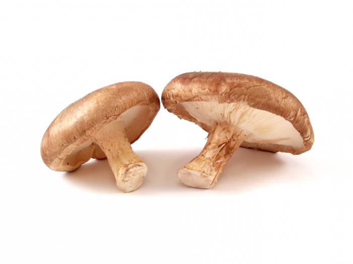 грибы шиитаке фото