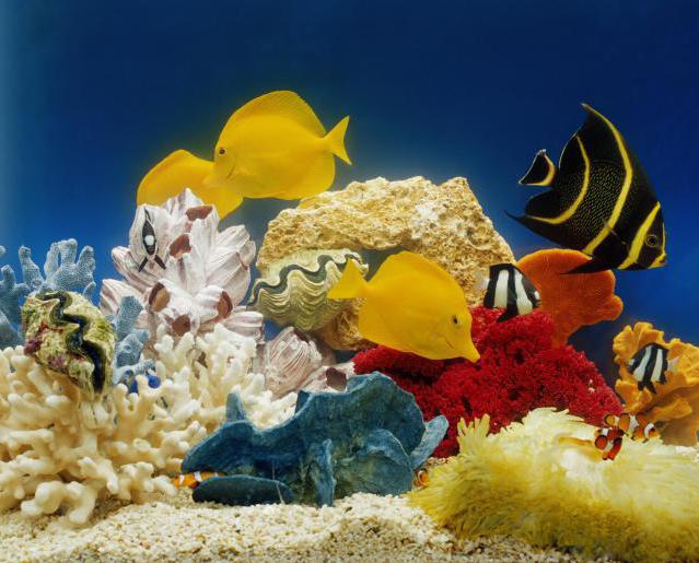 how to choose fish for a home aquarium