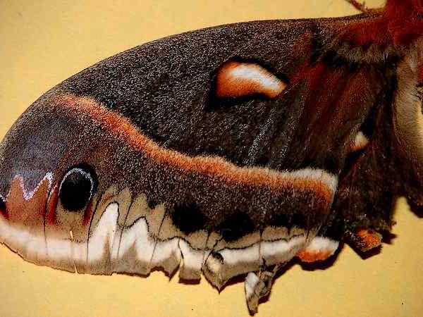 butterfly with spurs on wings