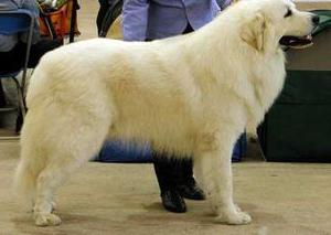 big pyrenean mountain dog