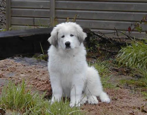 Pyrenees mountain dog puppies