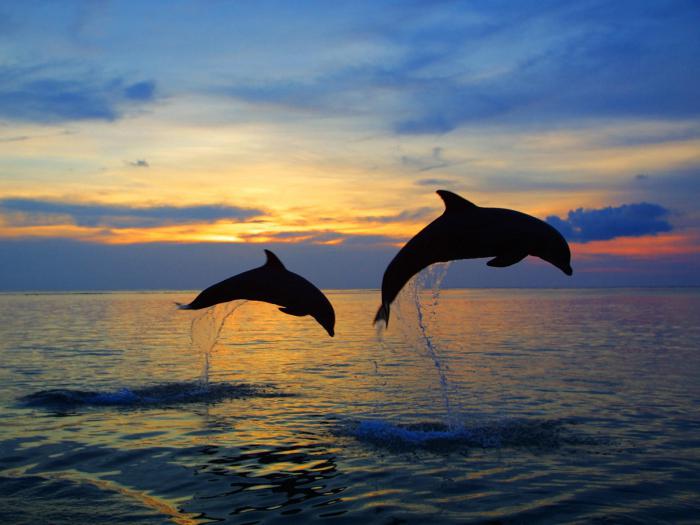 интересные факты из жизни дельфинов 