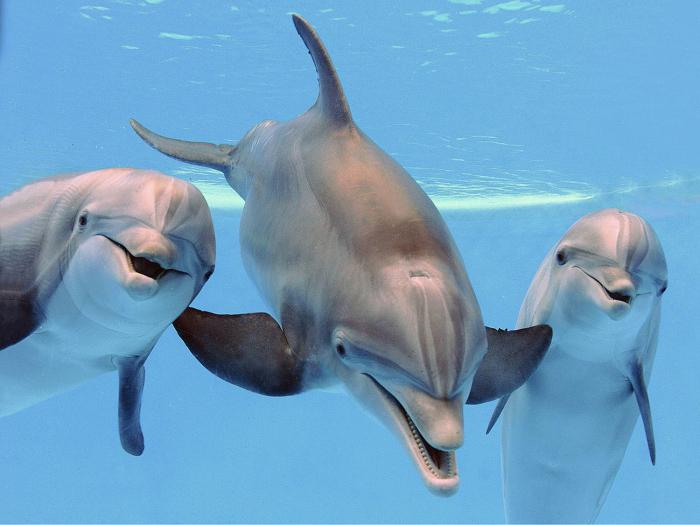 10 интересных фактов о дельфинах 