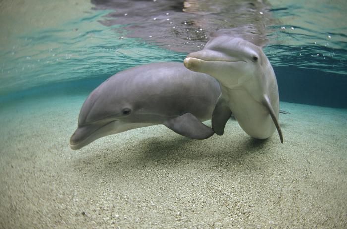 беломордый дельфин интересные факты 