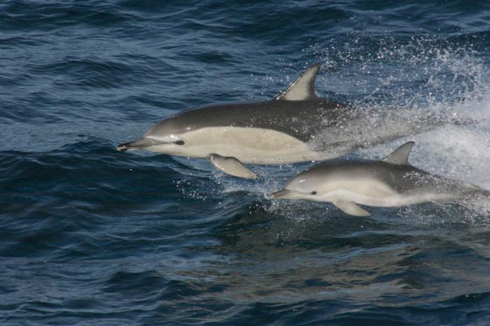 дельфины интересные факты для детей 