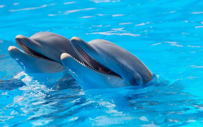 дельфин афалина интересные факты 