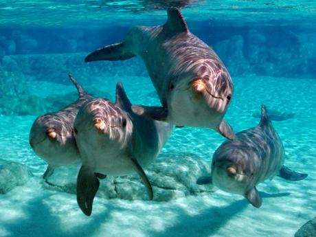 интересные факты о дельфинах 