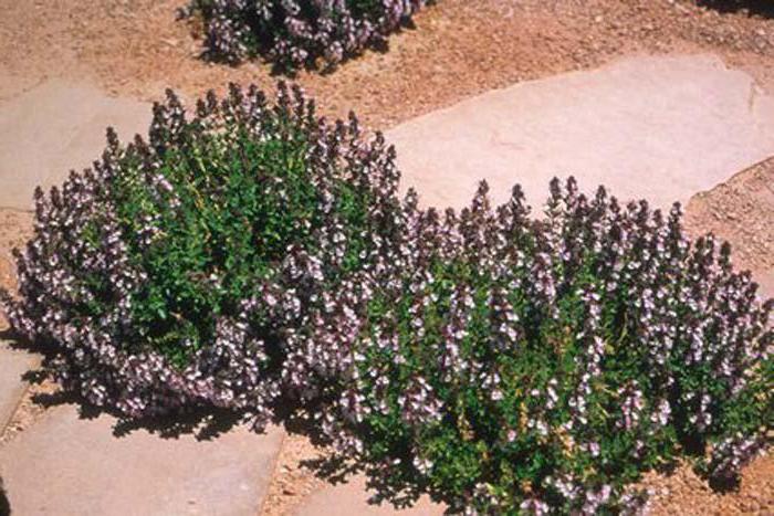 common dubrovnik flower garden plant