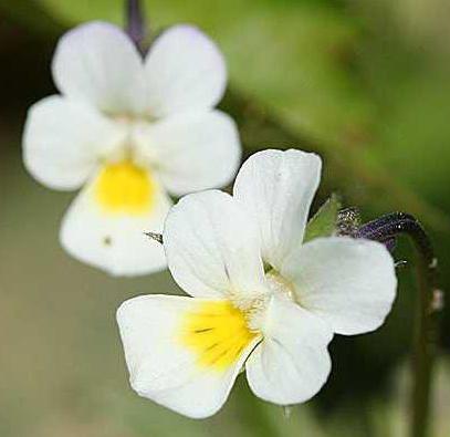 violet field medicinal properties