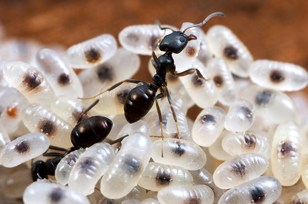 муравьи и личинки