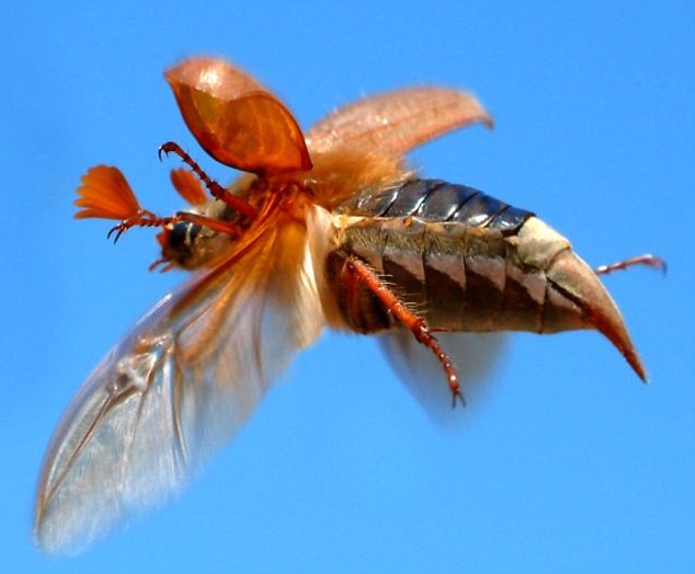 полет майского жука