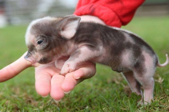 Ливенская порода свиней описание