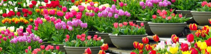 Можно ли сажать тюльпаны весной в саду