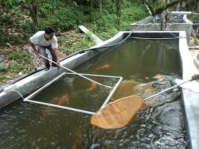 sturgeon breeding