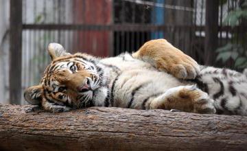 tigress in the zoo of almaty