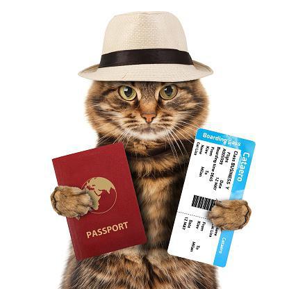 ветеринарный паспорт для кошки 