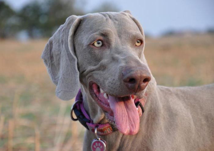 Weimaraner dog