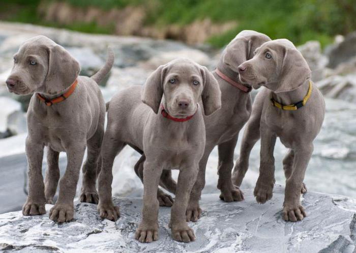 Weimaraner puppies