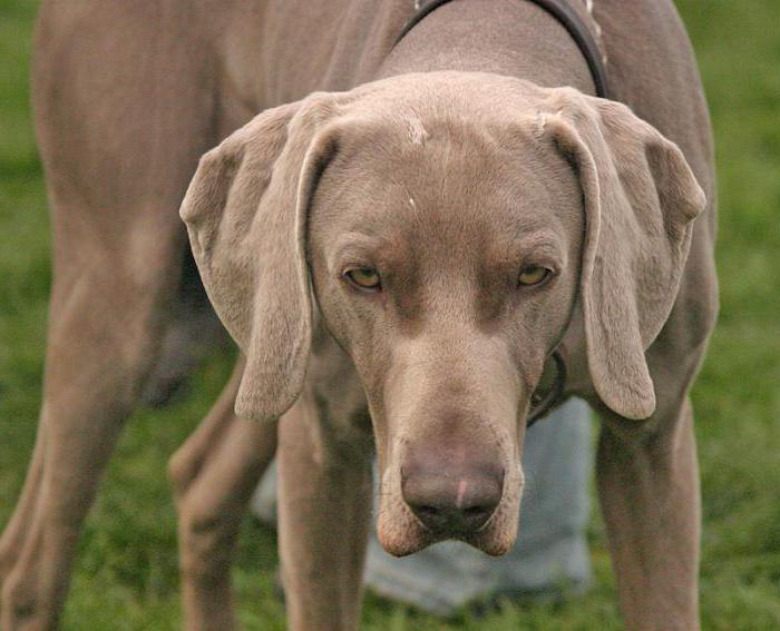 Weimaraner photo