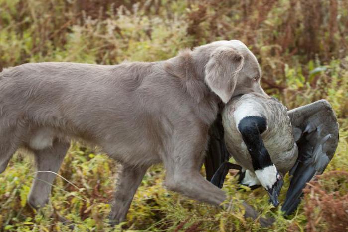 Longhaired weimaraner