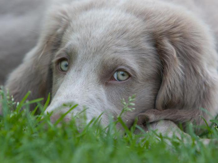 Weimaraner price