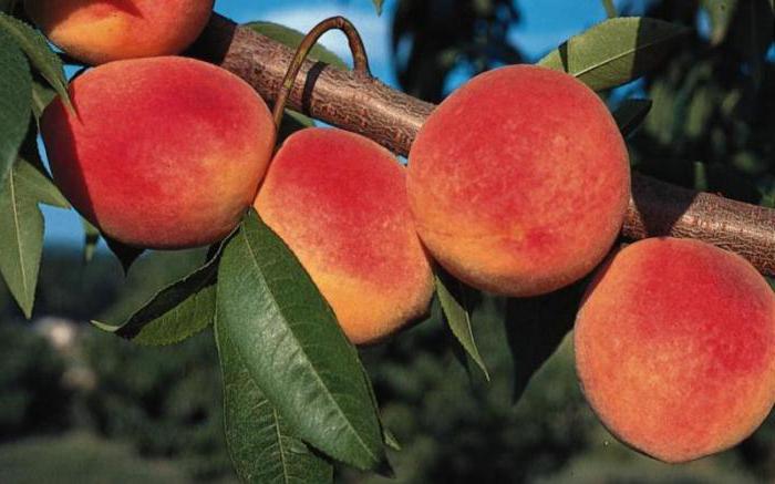 Персик фото плода