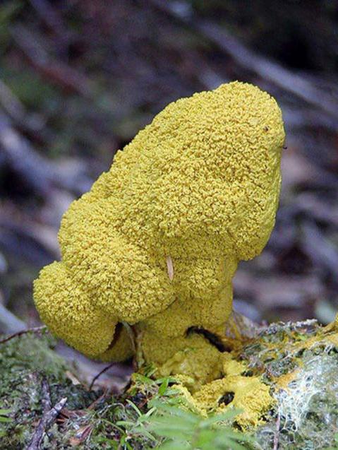 The plasmodium mushroom is edible.