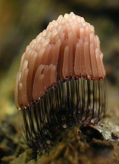 Plasmodium mushroom