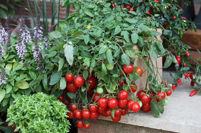 урожайные сорта томатов для средней полосы