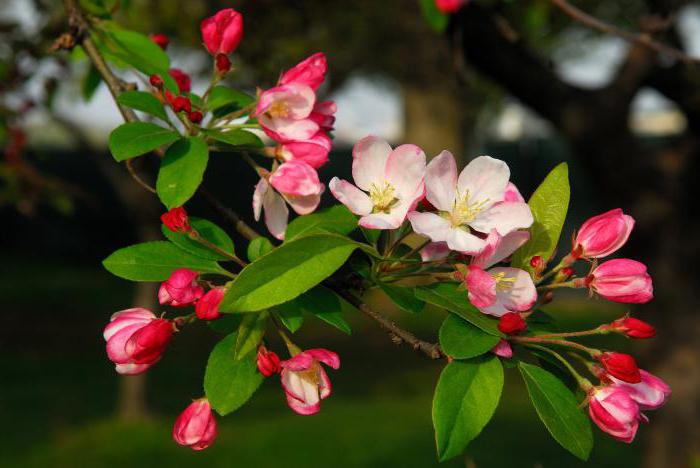 Apple tree China Kerr photo