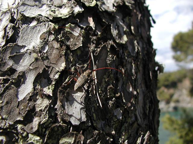 Черный сосновый усач Monochamus galloprovincialis