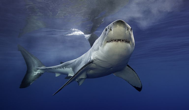 Плакоидная чешуя акулы