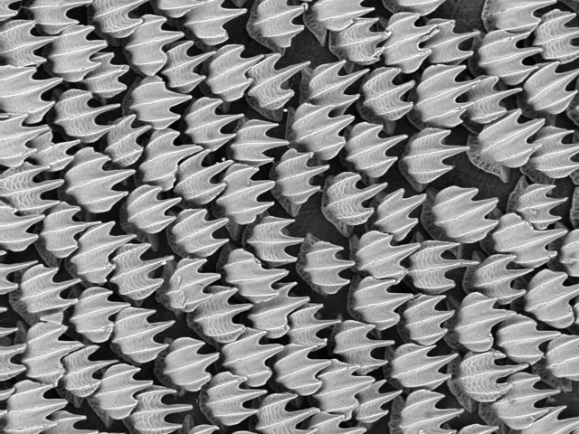 Плакоидная чешуя акулы под микроскопом