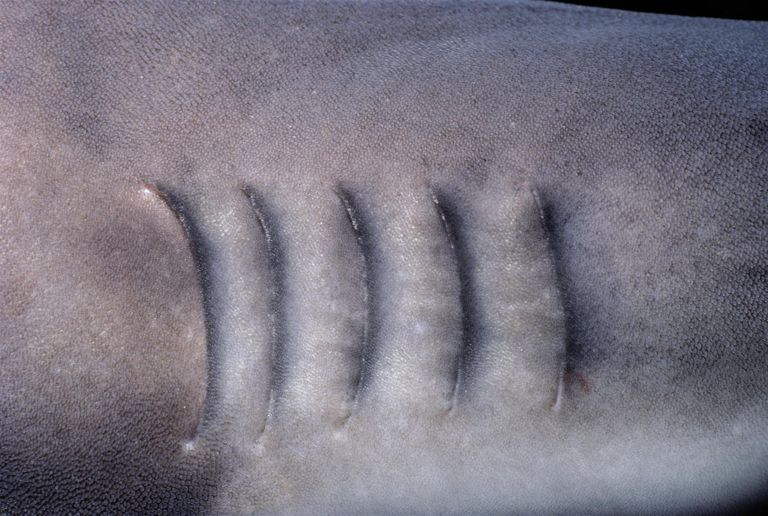 Плакоидная чешуя и жаберные щели акулы