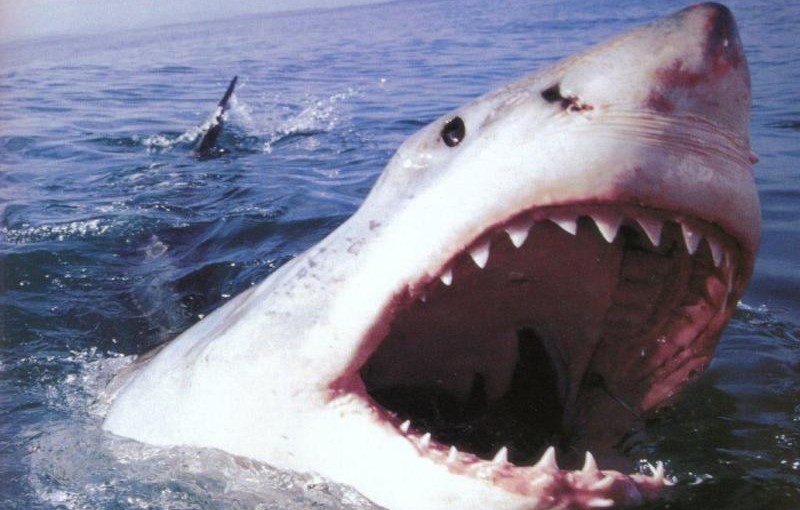Зубы акулы