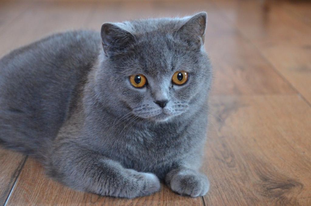 Порода кошек английская голубая