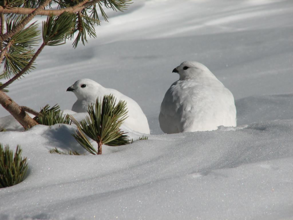 Белые куропатки на снегу