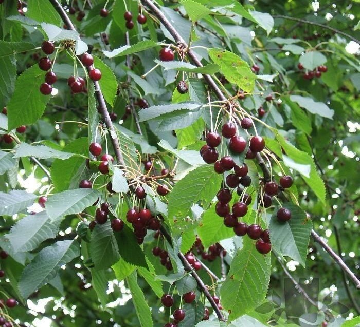Ветки вишневого дерева с плодами