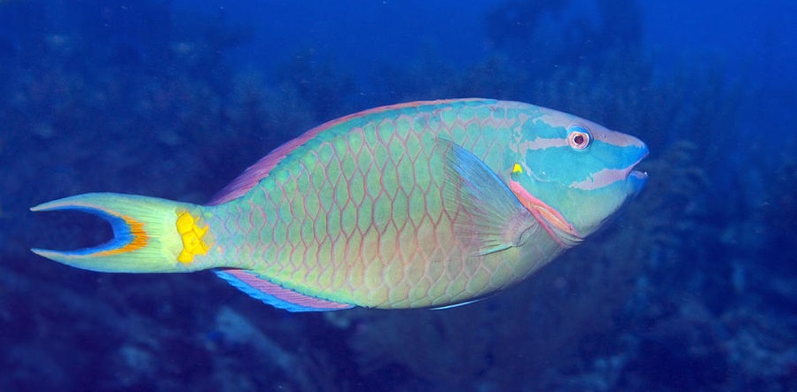 Разноцветная рыбка попугай