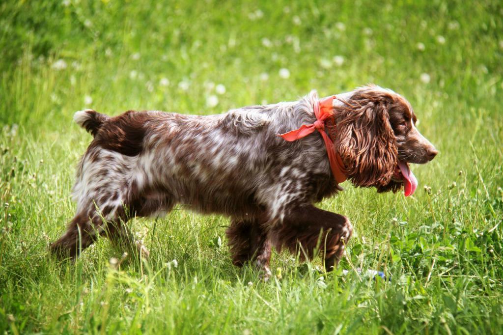 Russian branch of cocker spaniel breed