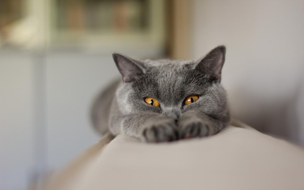 Gray cat