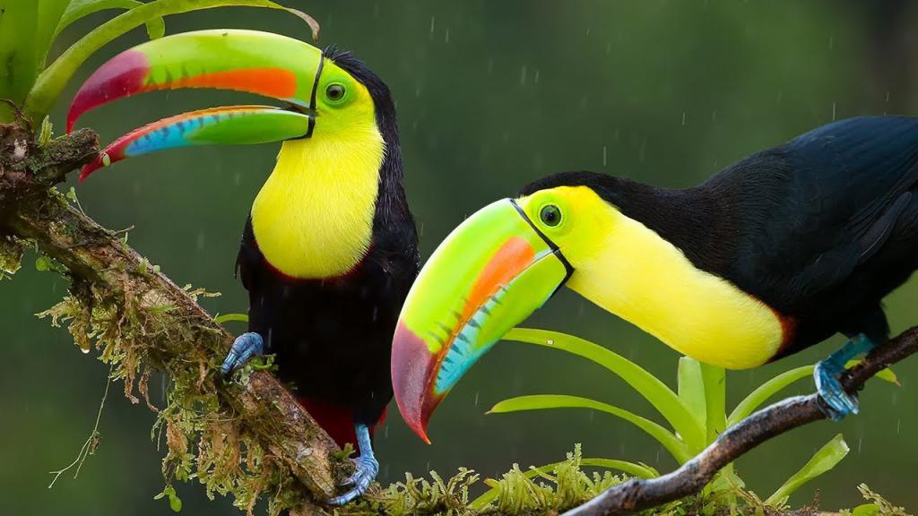 Южная америка птицы фото с названиями